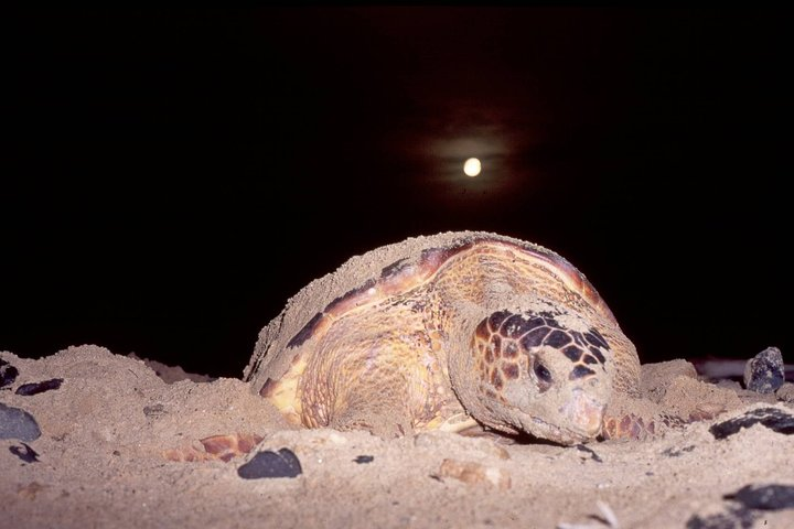 Turtle Watching Adventure - Photo 1 of 6